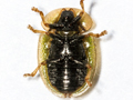 Cassida vibex